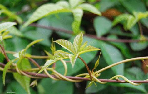 爬藤植物风水